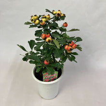 画像をギャラリービューアに読み込む, 【限定32鉢】オオミサンザシ・ビックリサンザシ 5号 ※予約商品:10/5まで 出荷予定:10/10