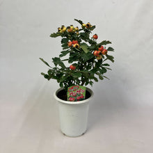 画像をギャラリービューアに読み込む, 【限定32鉢】オオミサンザシ・ビックリサンザシ 5号 ※予約商品:10/5まで 出荷予定:10/10