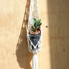 画像をギャラリービューアに読み込む, 【土を使わない観葉植物】テーブルプランツ(Table Plants) コウモリラン×マクラメ・ハンギングセット