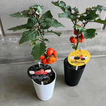 画像をギャラリービューアに読み込む, 【予約商品:10/14発送】ソラナム・パンプキン (ソラナム・エチオピクム) 4号