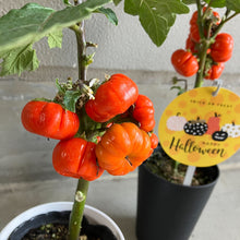 画像をギャラリービューアに読み込む, 【予約商品:10/14発送】ソラナム・パンプキン (ソラナム・エチオピクム) 4号