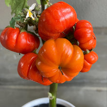 画像をギャラリービューアに読み込む, 【予約商品:10/14発送】ソラナム・パンプキン (ソラナム・エチオピクム) 4号