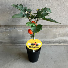 画像をギャラリービューアに読み込む, 【予約商品:10/14発送】ソラナム・パンプキン (ソラナム・エチオピクム) 4号