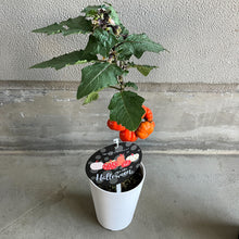 画像をギャラリービューアに読み込む, 【予約商品:10/14発送】ソラナム・パンプキン (ソラナム・エチオピクム) 4号