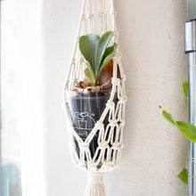 画像をギャラリービューアに読み込む, 【土を使わない観葉植物】テーブルプランツ(Table Plants) コウモリラン×マクラメ・ハンギングセット