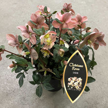 画像をギャラリービューアに読み込む, 【限定30鉢】クリスマスローズ・HGCマエストロ 5号 ※予約商品:11/30まで 出荷予定:12/5