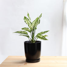 画像をギャラリービューアに読み込む, 【土を使わない観葉植物】テーブルプランツ(Table Plants) アグラオネマ×リサイクルポット(ブラック)
