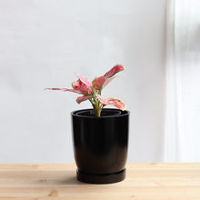 画像をギャラリービューアに読み込む, 【土を使わない観葉植物】テーブルプランツ(Table Plants) アグラオネマ×リサイクルポット(ブラック)