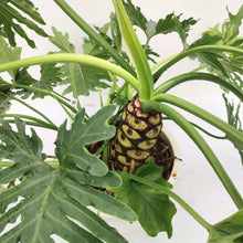 画像をギャラリービューアに読み込む, 【一点物】フィロデンドロン・セローム 10号 沖縄観葉 高さ 約100cm No.80