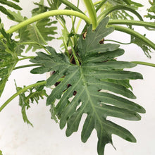 画像をギャラリービューアに読み込む, 【一点物】フィロデンドロン・セローム 10号 沖縄観葉 高さ 約100cm No.80