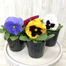 画像をギャラリービューアに読み込む, 【予約商品:1/19以降発送】パンジー 3号 4ポットセット