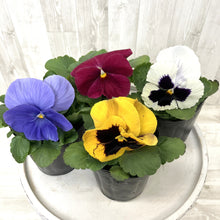 画像をギャラリービューアに読み込む, 【予約商品:1/19以降発送】パンジー 3号 4ポットセット