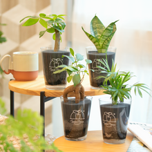 画像をギャラリービューアに読み込む, 【土を使わない観葉植物】テーブルプランツ(Table Plants)×cu:Leaf®(キュリーフ)500mlセット