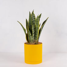 画像をギャラリービューアに読み込む, サンスベリア 5号 リサイクルシリンダーポットセット【SHEL'TTER GREENのおしゃれな植木鉢でお届け】