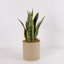 画像をギャラリービューアに読み込む, サンスベリア 5号 リサイクルシリンダーポットセット【SHEL'TTER GREENのおしゃれな植木鉢でお届け】
