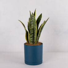画像をギャラリービューアに読み込む, サンスベリア 5号 リサイクルシリンダーポットセット【SHEL'TTER GREENのおしゃれな植木鉢でお届け】