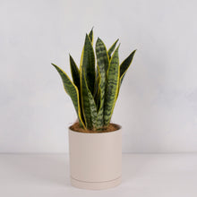 画像をギャラリービューアに読み込む, サンスベリア 5号 リサイクルシリンダーポットセット【SHEL'TTER GREENのおしゃれな植木鉢でお届け】