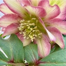 画像をギャラリービューアに読み込む, *2月中旬予約開始予定【ボタニカルソイル鉢花】テーブルプランツ(Table Plants) クリスマスローズダブル 花色おまかせ