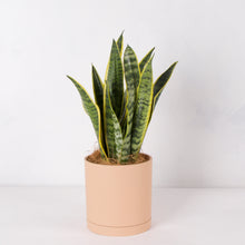 画像をギャラリービューアに読み込む, サンスベリア 5号 リサイクルシリンダーポットセット【SHEL'TTER GREENのおしゃれな植木鉢でお届け】