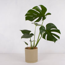 画像をギャラリービューアに読み込む, モンステラ・アダンソニー 5号 リサイクルシリンダーポットセット【SHEL'TTER GREENのおしゃれな植木鉢でお届け】