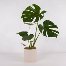 画像をギャラリービューアに読み込む, モンステラ・アダンソニー 5号 リサイクルシリンダーポットセット【SHEL'TTER GREENのおしゃれな植木鉢でお届け】