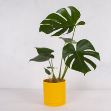 画像をギャラリービューアに読み込む, モンステラ・アダンソニー 5号 リサイクルシリンダーポットセット【SHEL'TTER GREENのおしゃれな植木鉢でお届け】