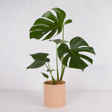 画像をギャラリービューアに読み込む, モンステラ・アダンソニー 5号 リサイクルシリンダーポットセット【SHEL'TTER GREENのおしゃれな植木鉢でお届け】