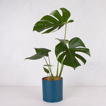 画像をギャラリービューアに読み込む, モンステラ・アダンソニー 5号 リサイクルシリンダーポットセット【SHEL'TTER GREENのおしゃれな植木鉢でお届け】