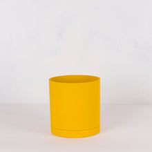 画像をギャラリービューアに読み込む, モンステラ・アダンソニー 5号 リサイクルシリンダーポットセット【SHEL'TTER GREENのおしゃれな植木鉢でお届け】