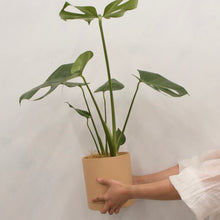 画像をギャラリービューアに読み込む, モンステラ・アダンソニー 5号 リサイクルシリンダーポットセット【SHEL'TTER GREENのおしゃれな植木鉢でお届け】