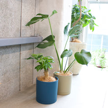 画像をギャラリービューアに読み込む, モンステラ・アダンソニー 5号 リサイクルシリンダーポットセット【SHEL'TTER GREENのおしゃれな植木鉢でお届け】