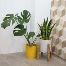 画像をギャラリービューアに読み込む, サンスベリア 5号 リサイクルシリンダーポットセット【SHEL'TTER GREENのおしゃれな植木鉢でお届け】