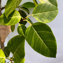 画像をギャラリービューアに読み込む, 【一点物】フィカス・アルテシーマ 10号 高さ180cm〜 沖縄の観葉植物 No.28
