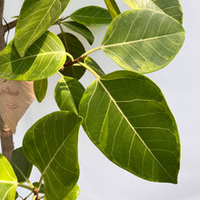 画像をギャラリービューアに読み込む, 【一点物】フィカス・アルテシーマ 10号 高さ180cm〜 沖縄の観葉植物 No.26