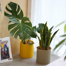 画像をギャラリービューアに読み込む, モンステラ・アダンソニー 5号 リサイクルシリンダーポットセット【SHEL'TTER GREENのおしゃれな植木鉢でお届け】