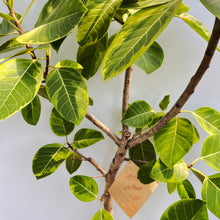 画像をギャラリービューアに読み込む, 【一点物】フィカス・アルテシーマ 10号 高さ180cm〜 沖縄の観葉植物 No.26