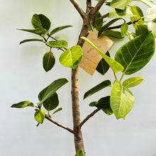 画像をギャラリービューアに読み込む, 【一点物】フィカス・アルテシーマ 10号 高さ180cm〜 沖縄の観葉植物 No.28