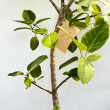 画像をギャラリービューアに読み込む, 【一点物】フィカス・アルテシーマ 10号 高さ180cm〜 沖縄の観葉植物 No.26