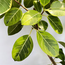 画像をギャラリービューアに読み込む, 【一点物】フィカス・アルテシーマ 10号 高さ180cm〜 沖縄の観葉植物 No.27