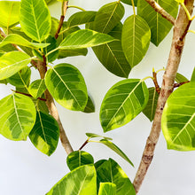 画像をギャラリービューアに読み込む, 【一点物】フィカス・アルテシーマ 10号 高さ180cm〜 沖縄の観葉植物 No.27