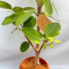 画像をギャラリービューアに読み込む, 【一点物】フィカス・アルテシーマ 10号 高さ180cm〜 沖縄の観葉植物 No.27