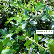 画像をギャラリービューアに読み込む, 【ボタニカルソイルCUBE観葉】テーブルプランツ(Table Plants) オリーブ(ミックス)