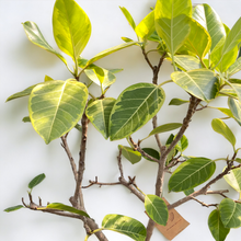 画像をギャラリービューアに読み込む, 【一点物】フィカス・アルテシーマ 10号 高さ約150cm 沖縄の観葉植物 No.158