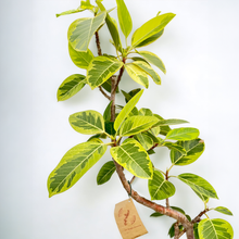 画像をギャラリービューアに読み込む, 【一点物】フィカス・アルテシーマ 10号 高さ約160cm 沖縄の観葉植物 No.159