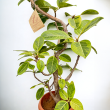 画像をギャラリービューアに読み込む, 【一点物】フィカス・アルテシーマ 10号 高さ約160cm 沖縄の観葉植物 No.159