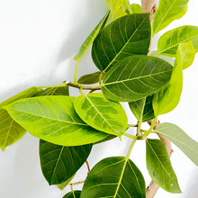 画像をギャラリービューアに読み込む, 【一点物】フィカス・アルテシーマ 10号 高さ160〜180cm 沖縄の観葉植物 No.208