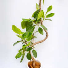 画像をギャラリービューアに読み込む, 【一点物】フィカス・アルテシーマ 10号 高さ160〜180cm 沖縄の観葉植物 No.208