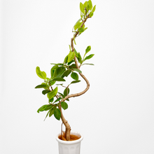 画像をギャラリービューアに読み込む, 【一点物】フィカス・アルテシーマ 10号 高さ160〜180cm 沖縄の観葉植物 No.208
