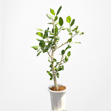 画像をギャラリービューアに読み込む, 【一点物】フィカス・ベンガレンシス 10号 沖縄の観葉植物 No.202