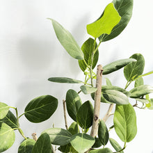 画像をギャラリービューアに読み込む, 【一点物】フィカス・ベンガレンシス 10号 沖縄の観葉植物 No.202